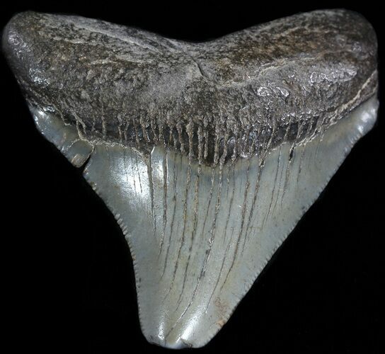 Juvenile Megalodon Tooth - South Carolina #50002